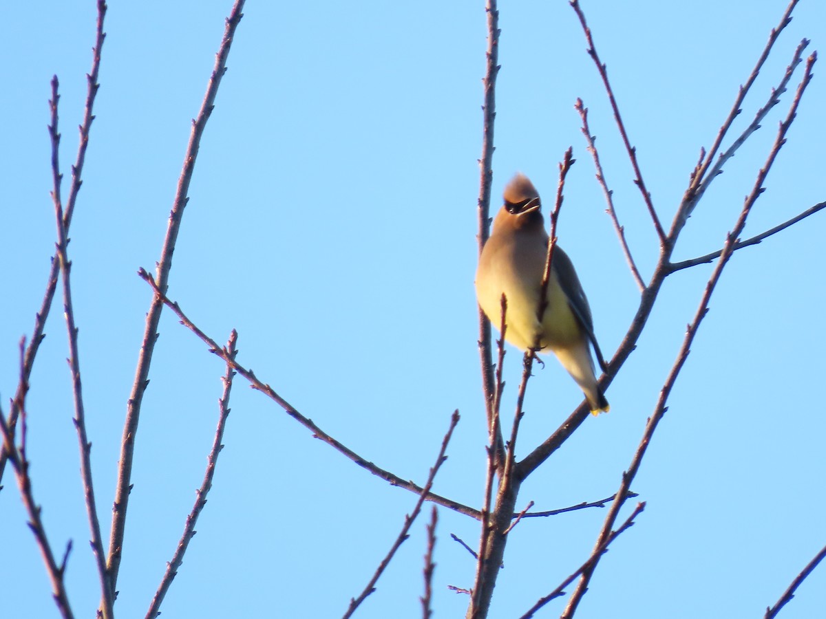 Ampelis Americano - ML650554894