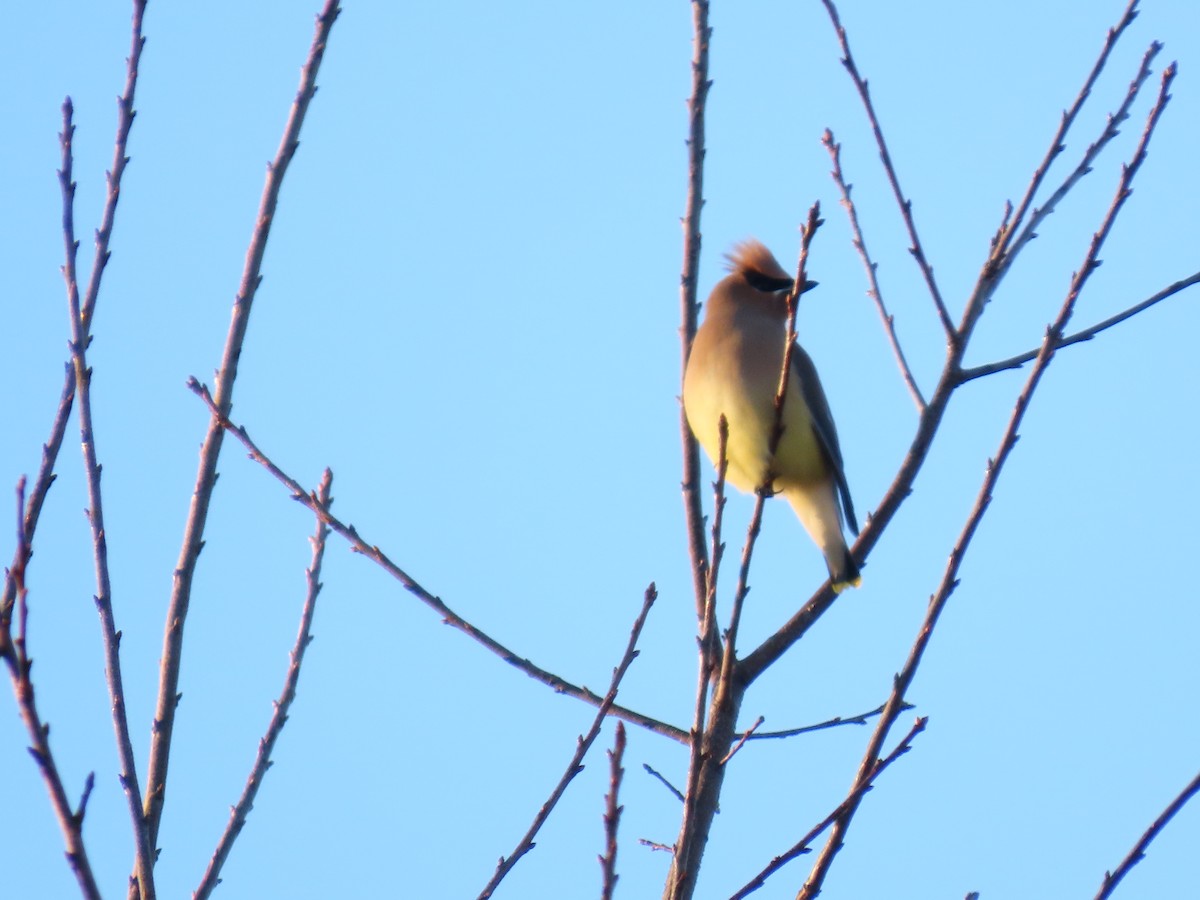 Ampelis Americano - ML650554922