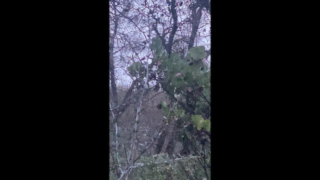 アメリカワシミミズク - ML650555066