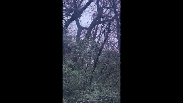 アメリカワシミミズク - ML650555139