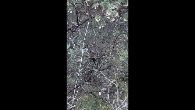 アメリカワシミミズク - ML650555144