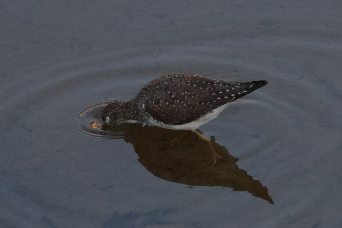 Einsiedelwasserläufer - ML650555245