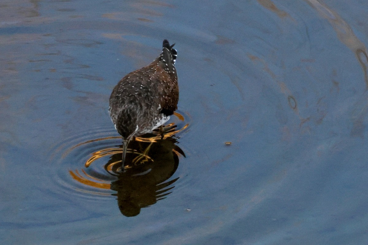 Solitary Sandpiper - ML650555246