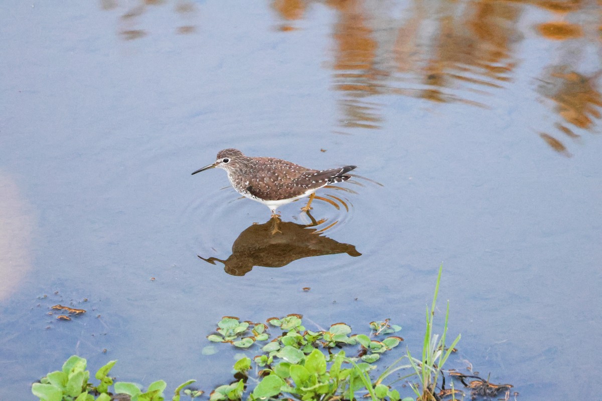 Einsiedelwasserläufer - ML650555294