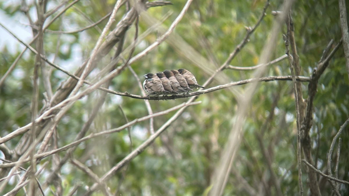 Bronze Mannikin - ML650555312