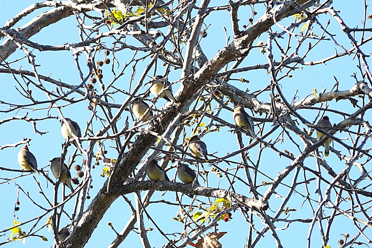 Ampelis Americano - ML650555410