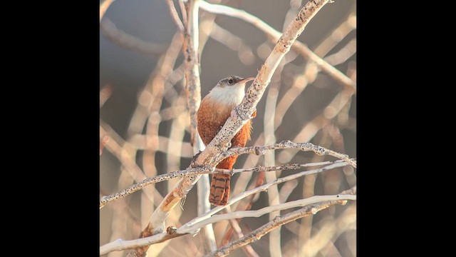 střízlík kaňonový - ML650555751