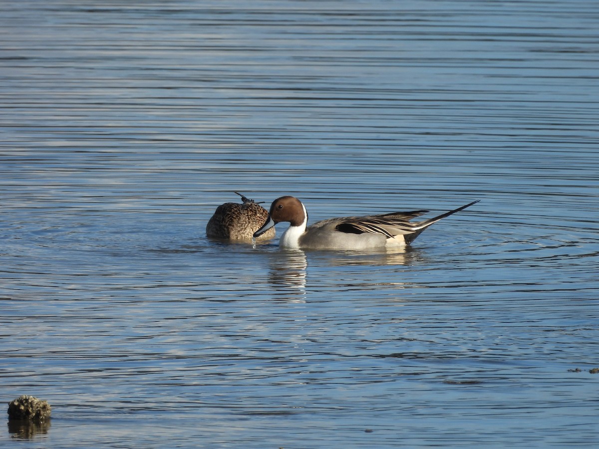 Codone - ML650556028