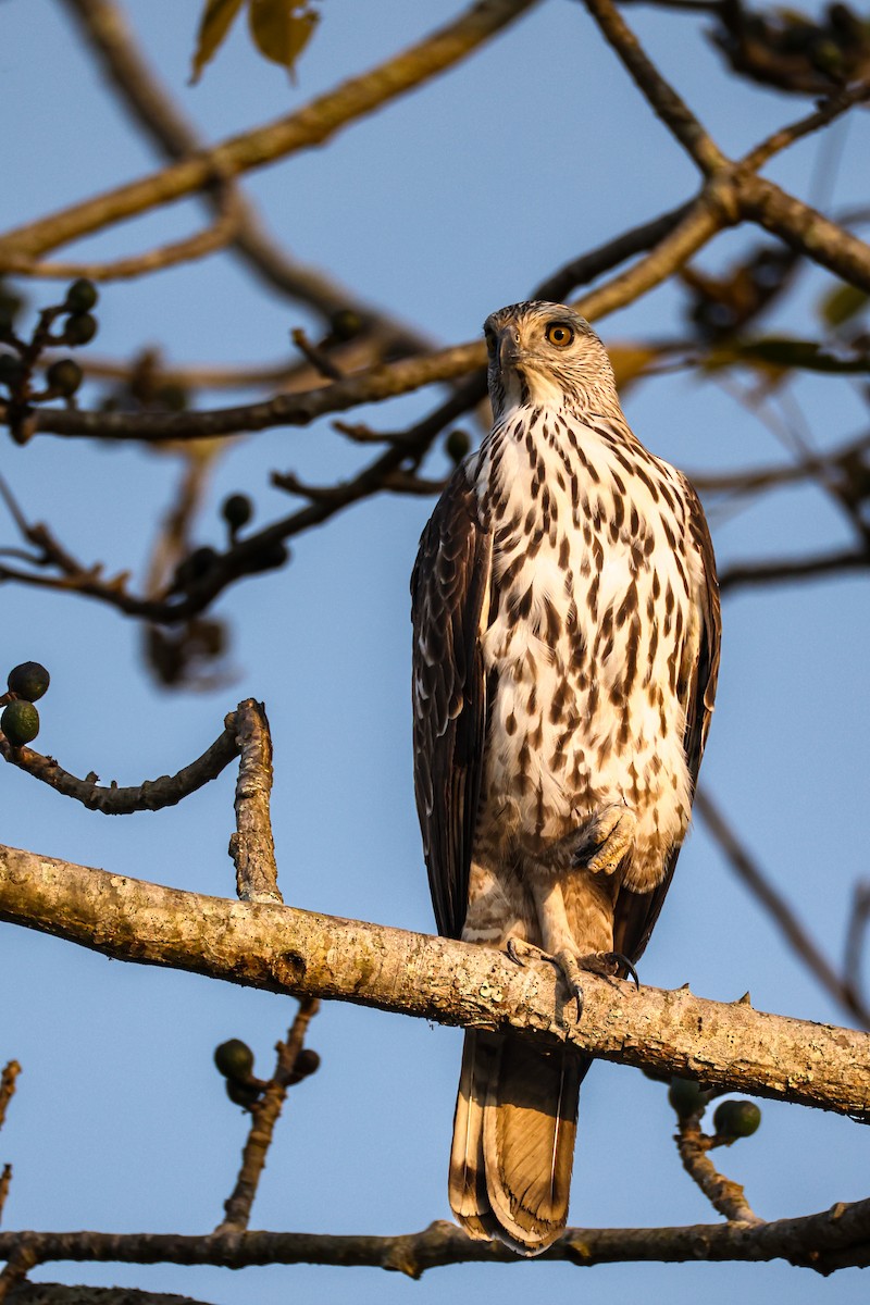 Changeable Hawk-Eagle - ML650556029
