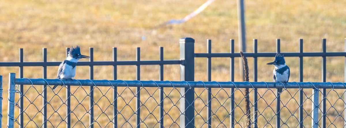 Belted Kingfisher - ML650556030