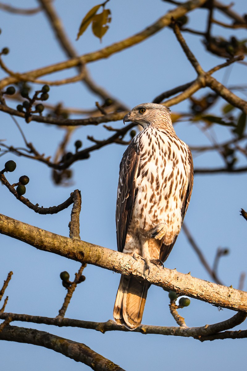 Changeable Hawk-Eagle - ML650556031