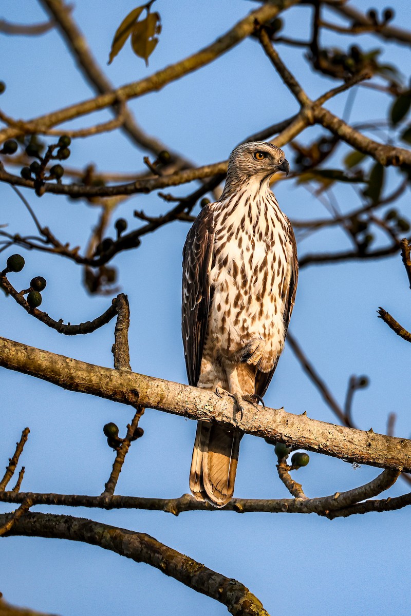 Changeable Hawk-Eagle - ML650556032