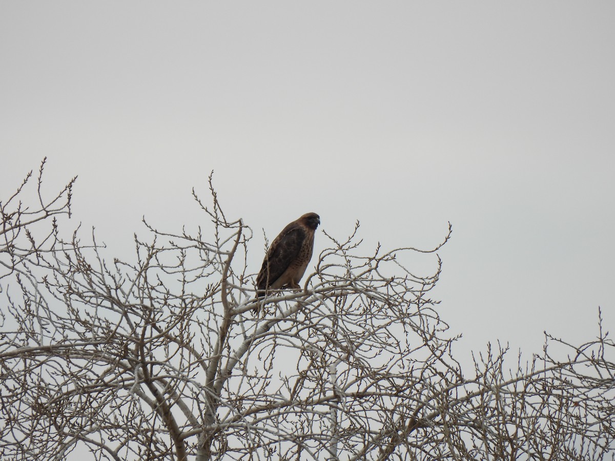 Poiana codarossa - ML650556033