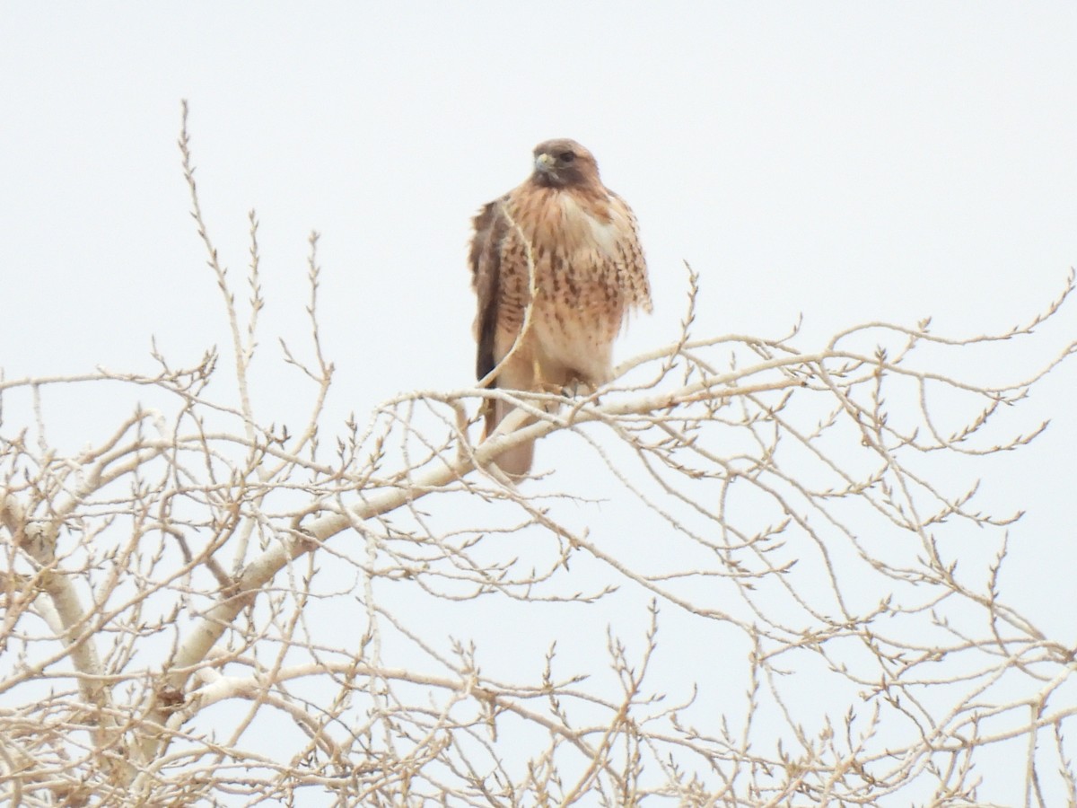 Poiana codarossa - ML650556034