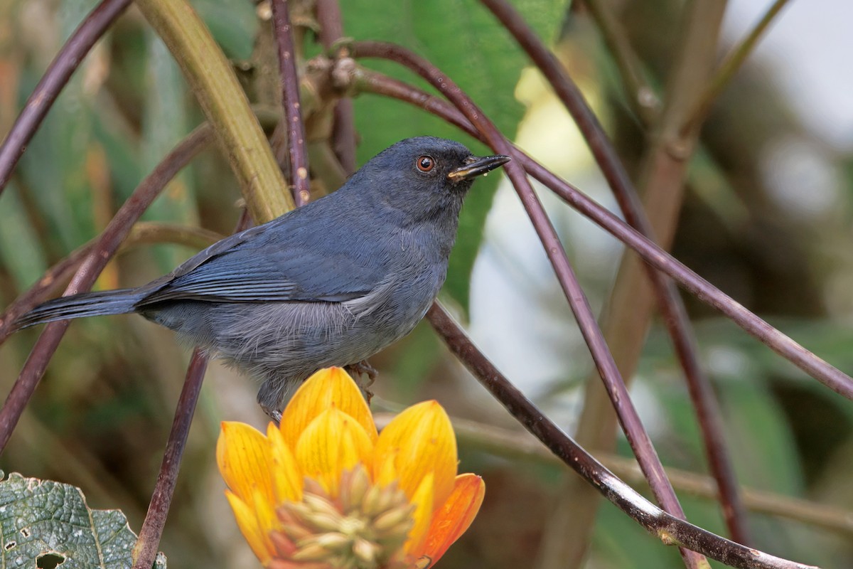 Bluish Flowerpiercer - ML650556035