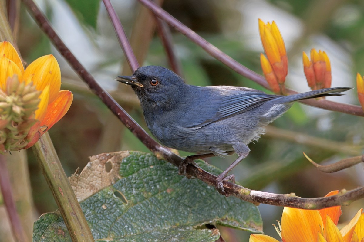 Bluish Flowerpiercer - ML650556036