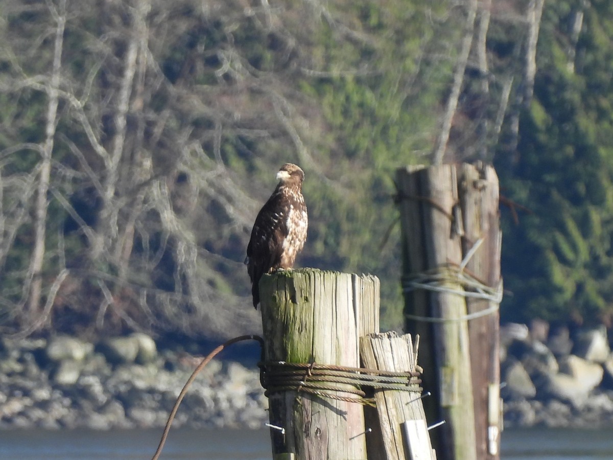 Bald Eagle - ML650556037