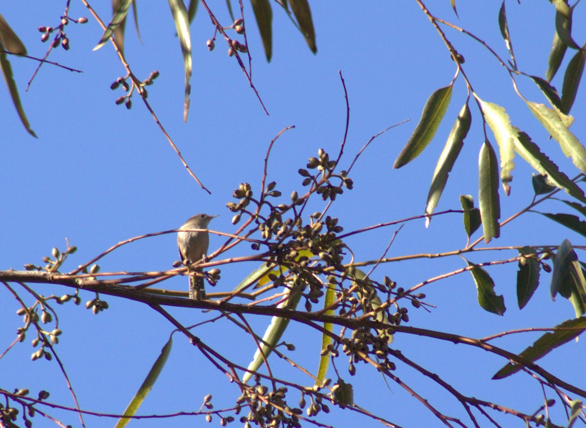Northern House Wren - ML650556039