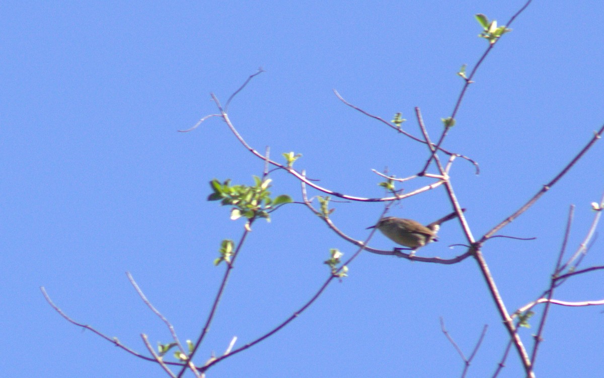 Bewick's Wren - ML650556040