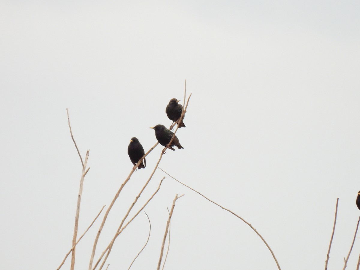 Storno - ML650556053