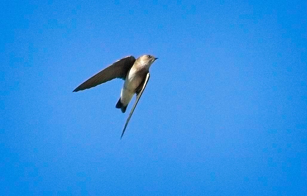 Northern Rough-winged Swallow - ML650556054