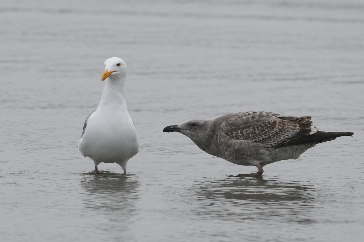 Western Gull - ML650556056