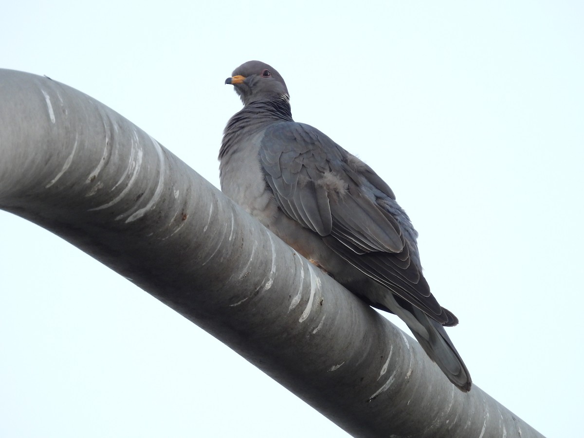 Band-tailed Pigeon - ML650556058