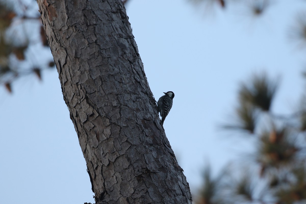 Red-cockaded Woodpecker - ML650556059