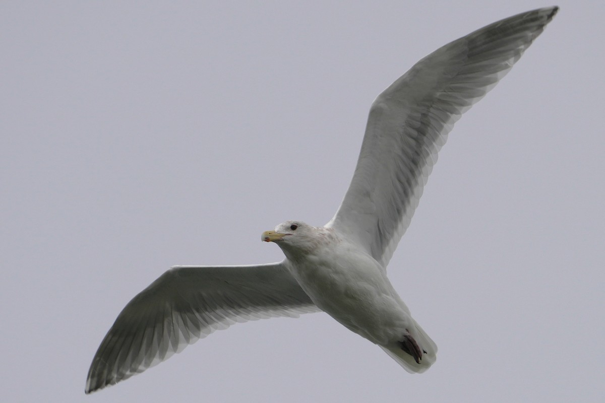 American Herring Gull - ML650556060