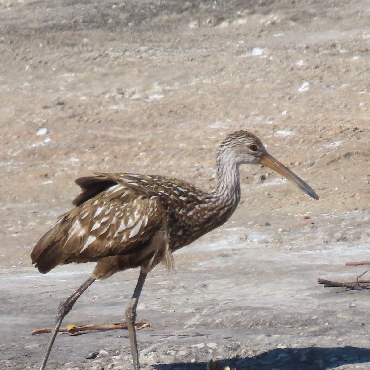 Limpkin - ML650556061