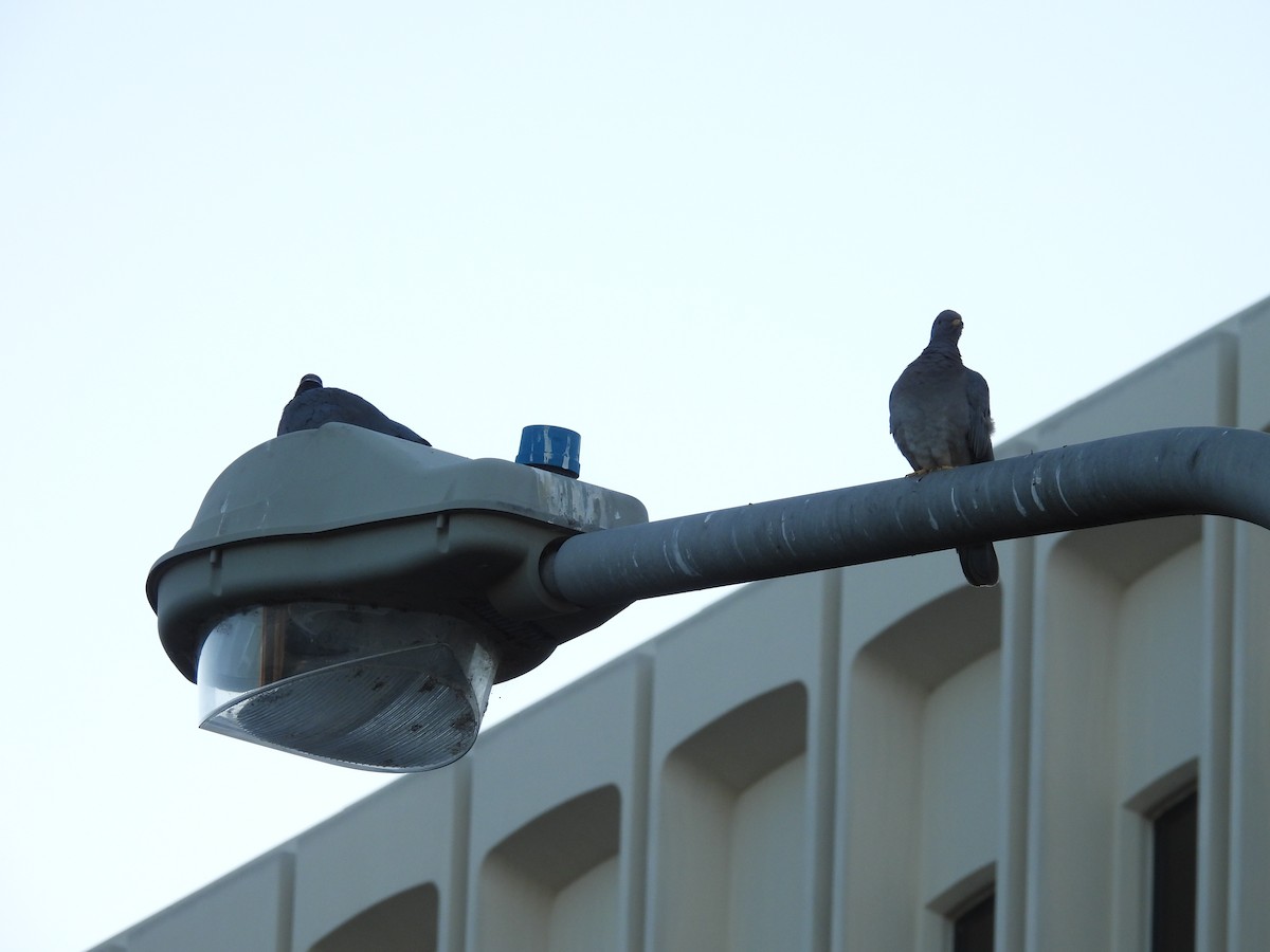 Band-tailed Pigeon - ML650556064