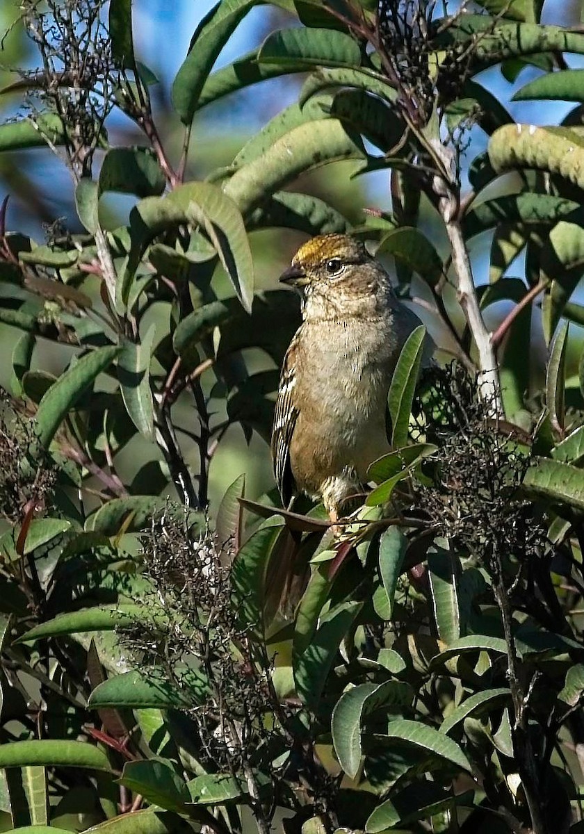 Golden-crowned Sparrow - ML650556065