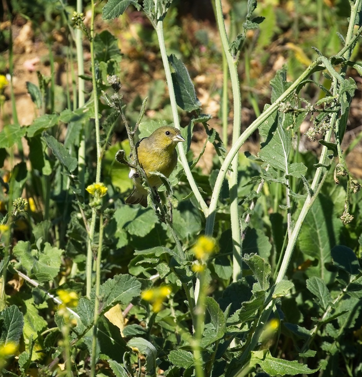 Lesser Goldfinch - ML650556066