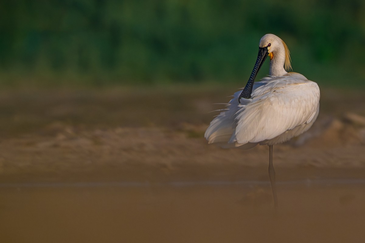 Spatola - ML650556067