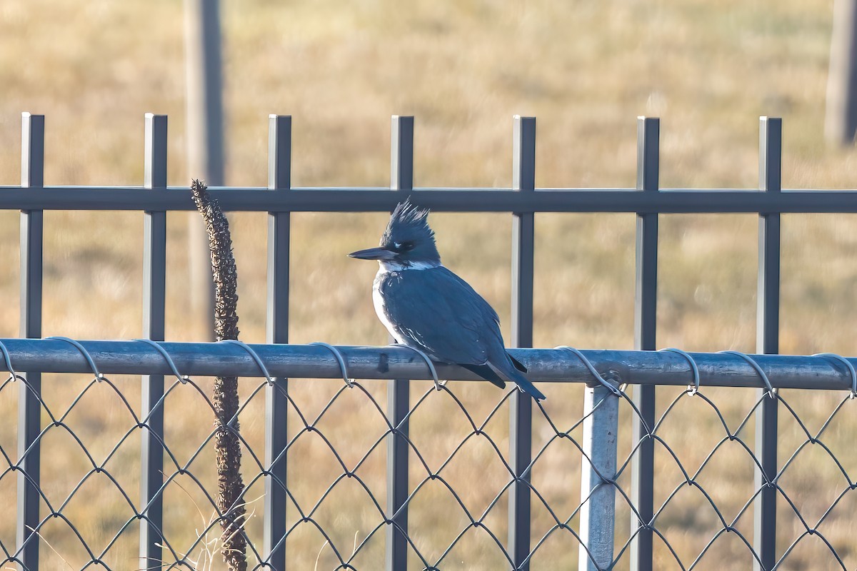 Belted Kingfisher - ML650556068