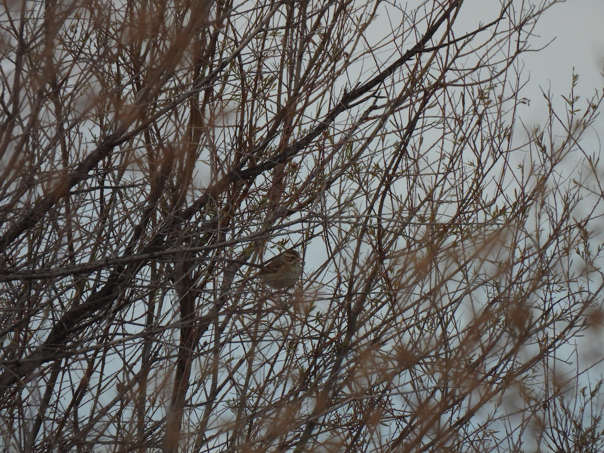 Clay-colored Sparrow - ML650556069