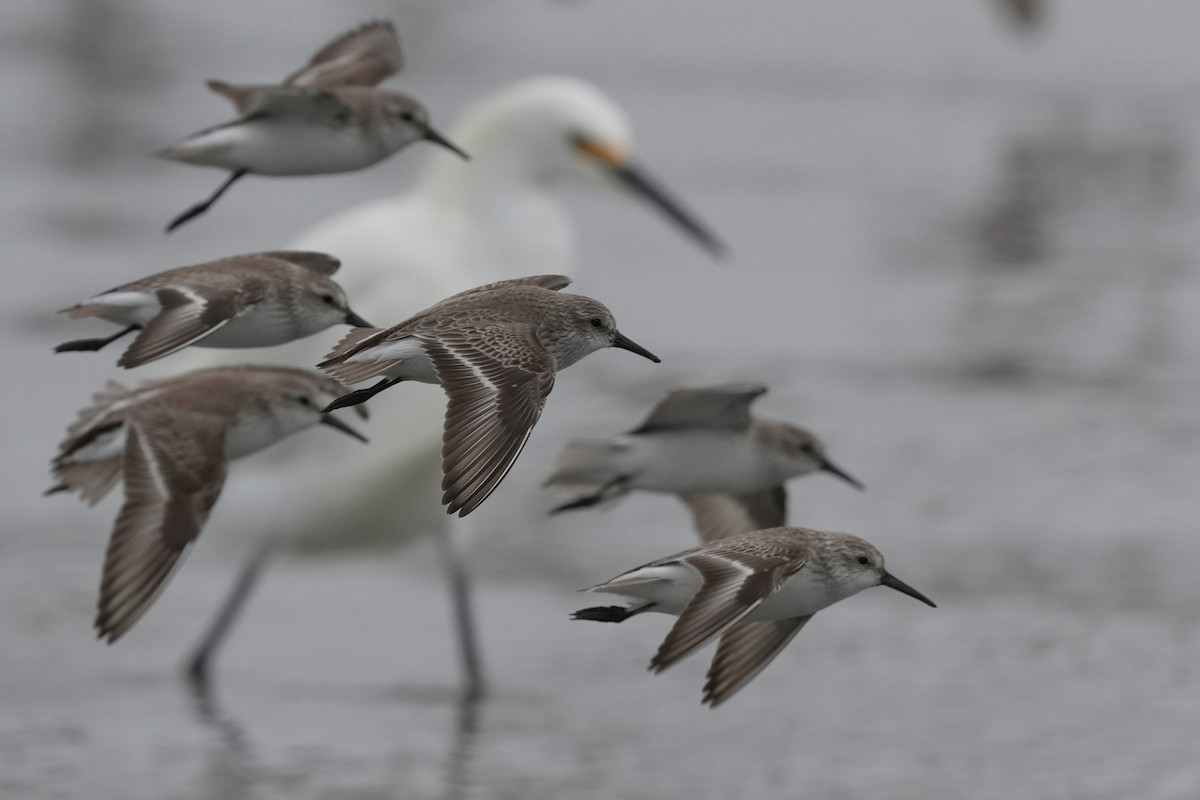 Gambecchio americano - ML650556070