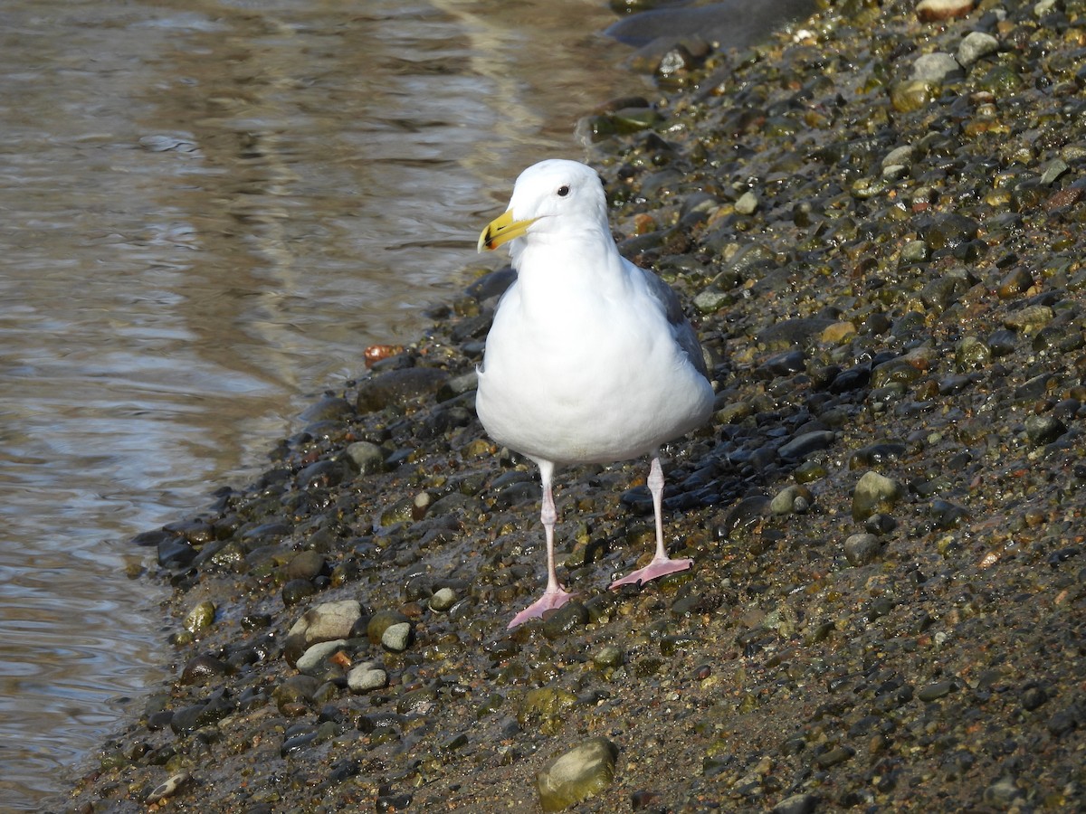 Larus sp. - ML650556071