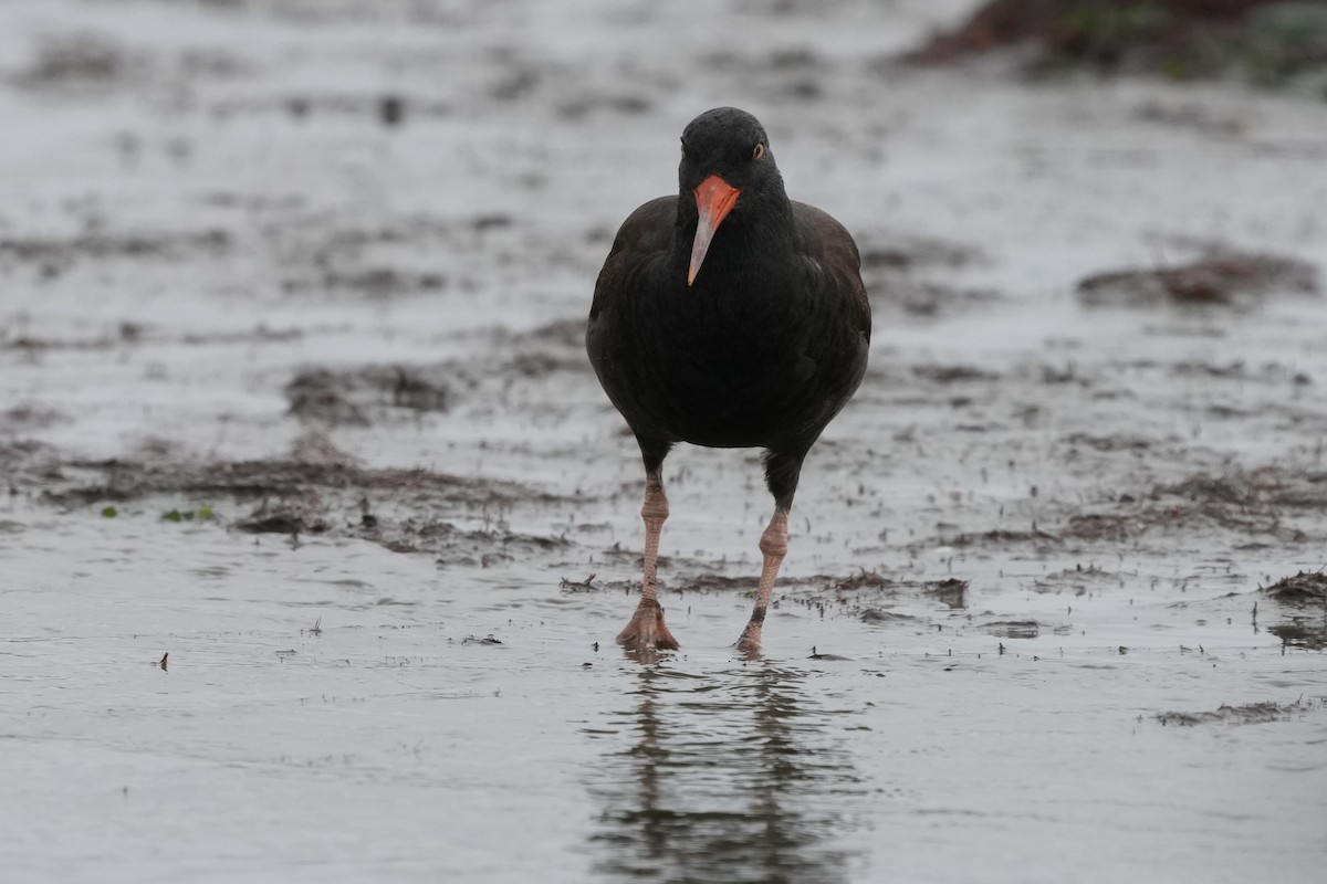 Black Oystercatcher - ML650556074