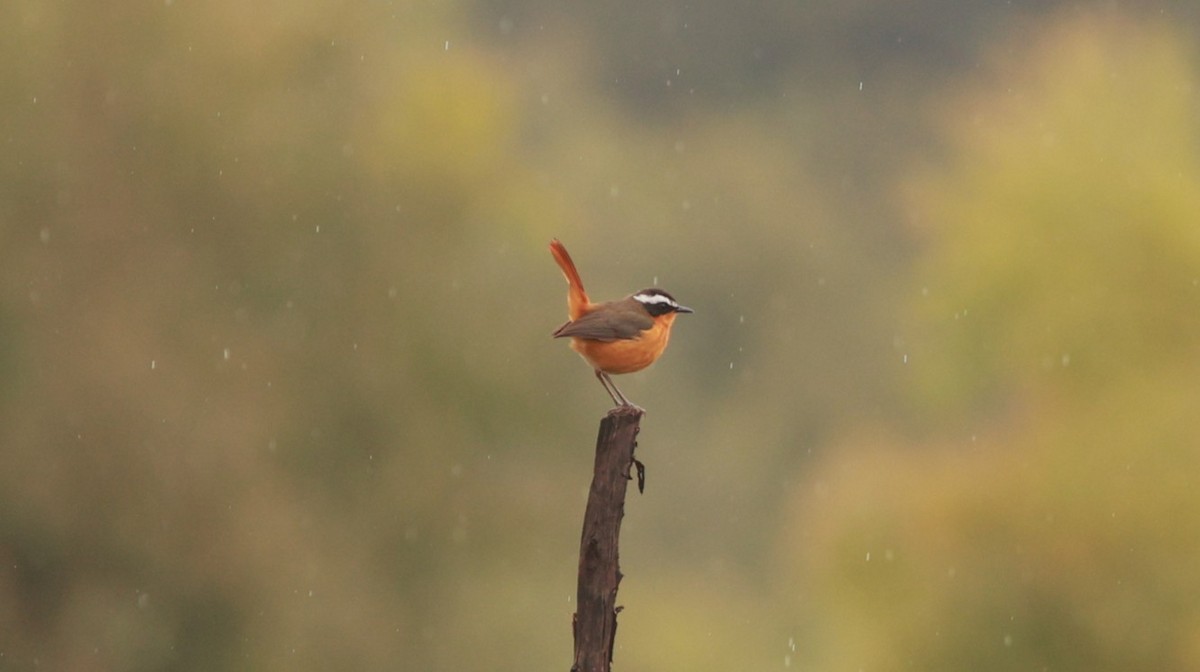 Rüppell's Robin-Chat - ML650556075