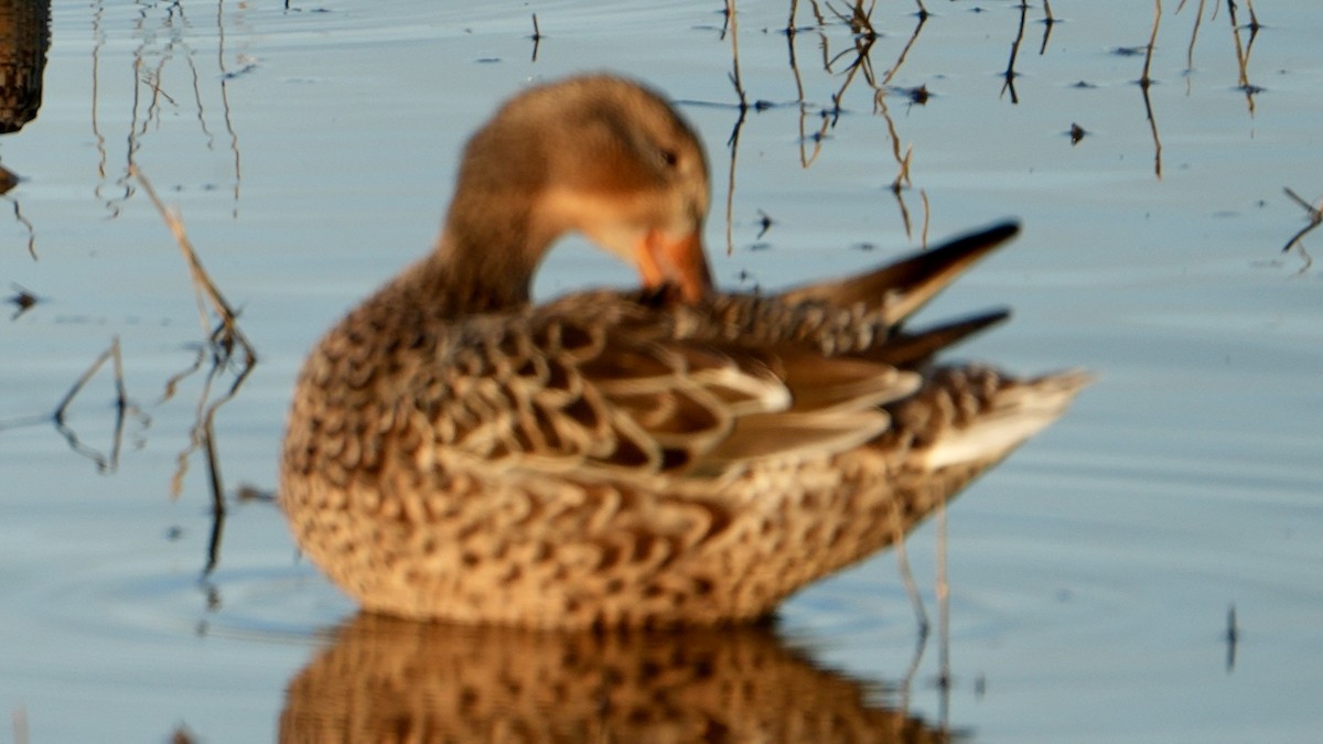 lžičák pestrý - ML650556454