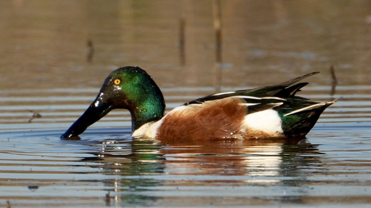 lžičák pestrý - ML650556455