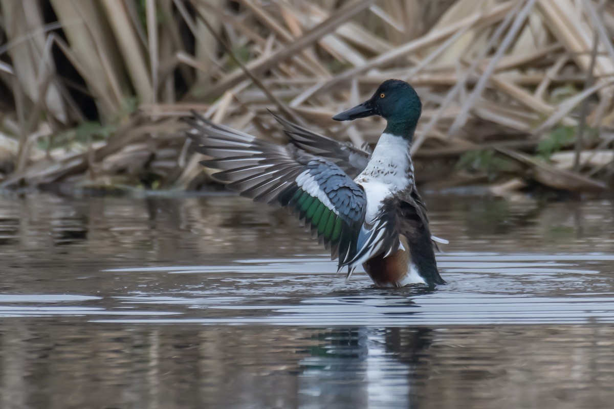 lžičák pestrý - ML650556461