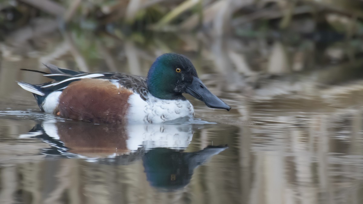 lžičák pestrý - ML650556462