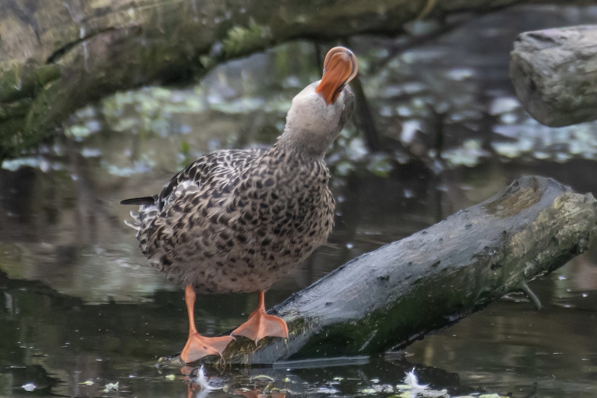 lžičák pestrý - ML650556468