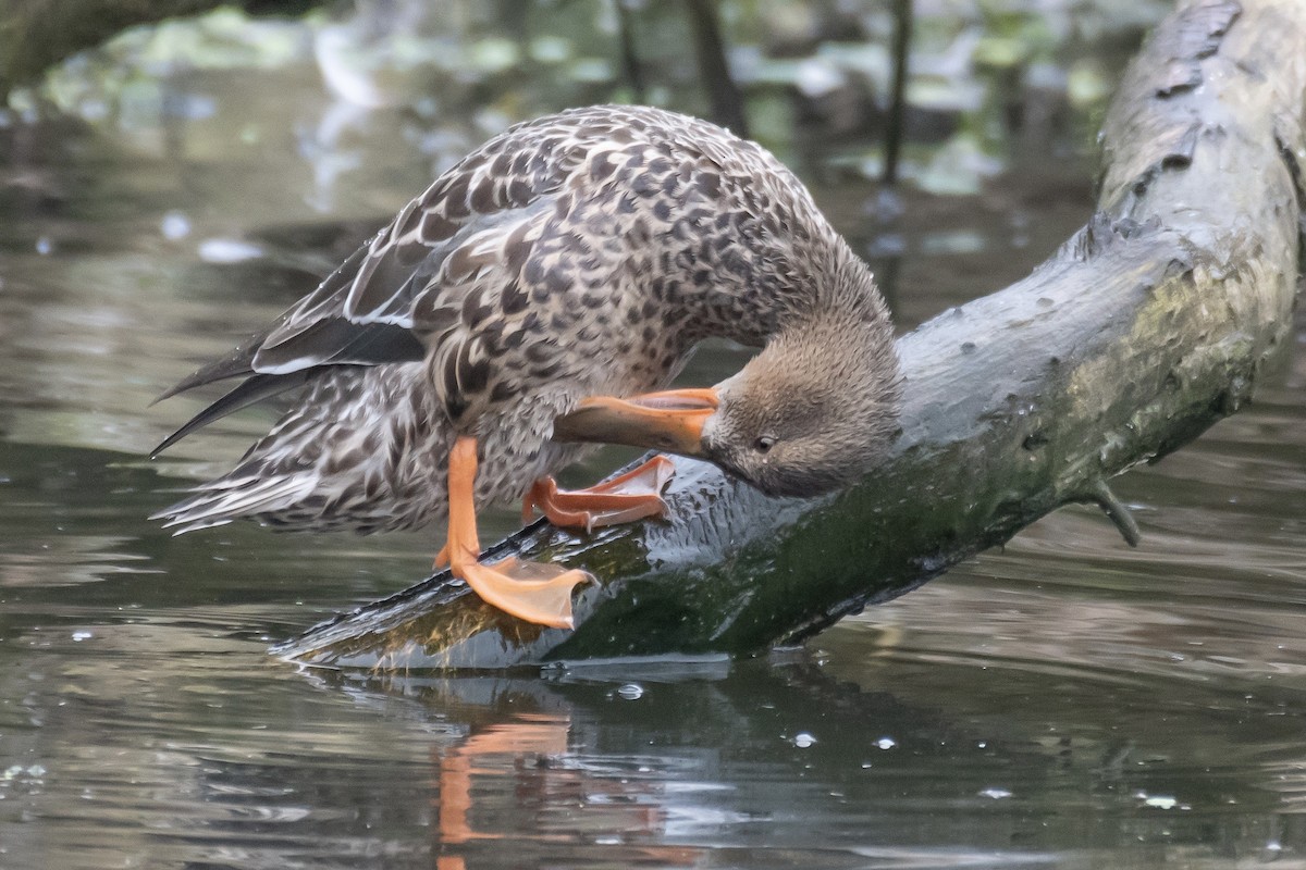 lžičák pestrý - ML650556480