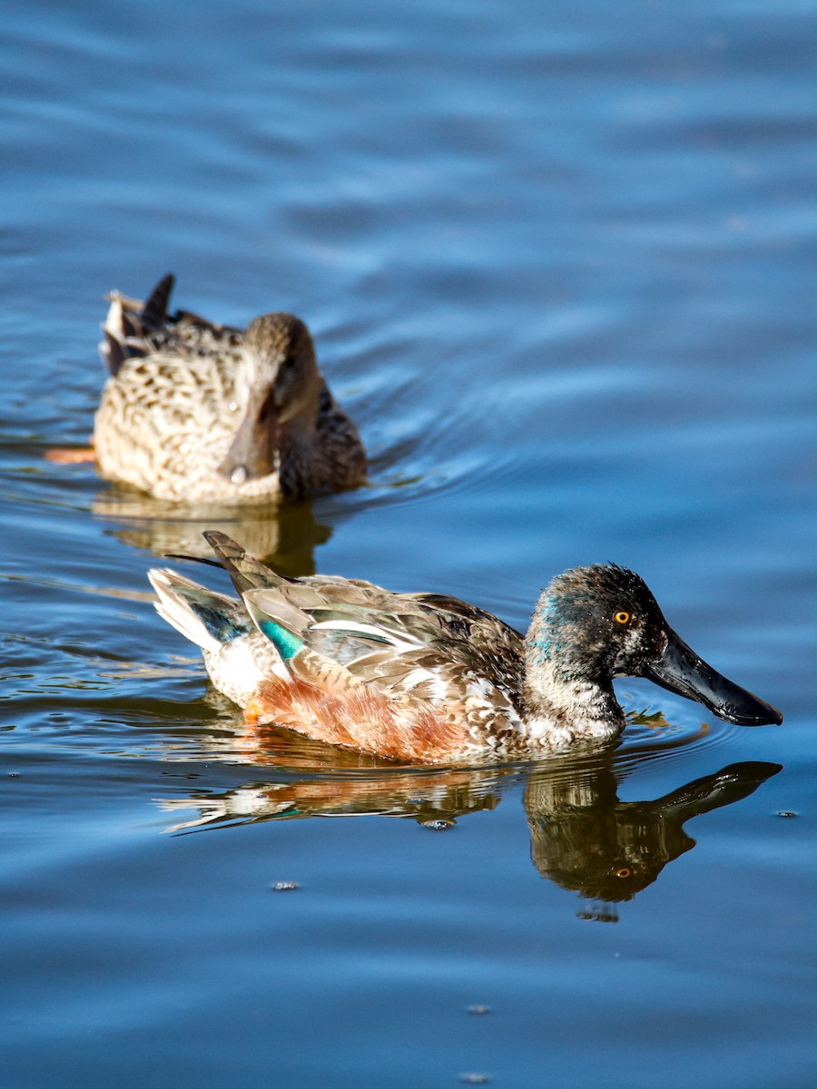 lžičák pestrý - ML650556580