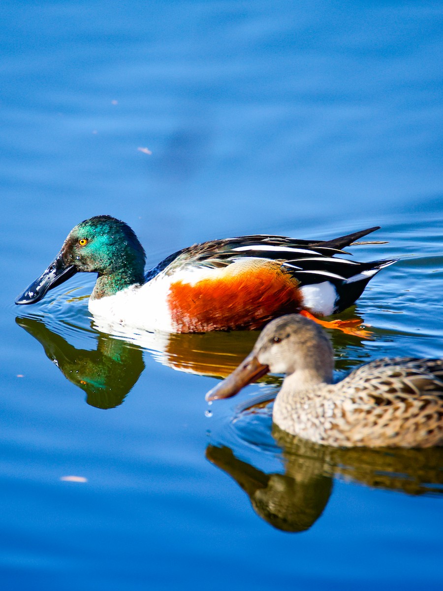 lžičák pestrý - ML650556581