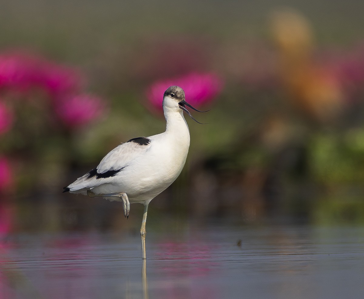 Pied Avocet - ML650556851