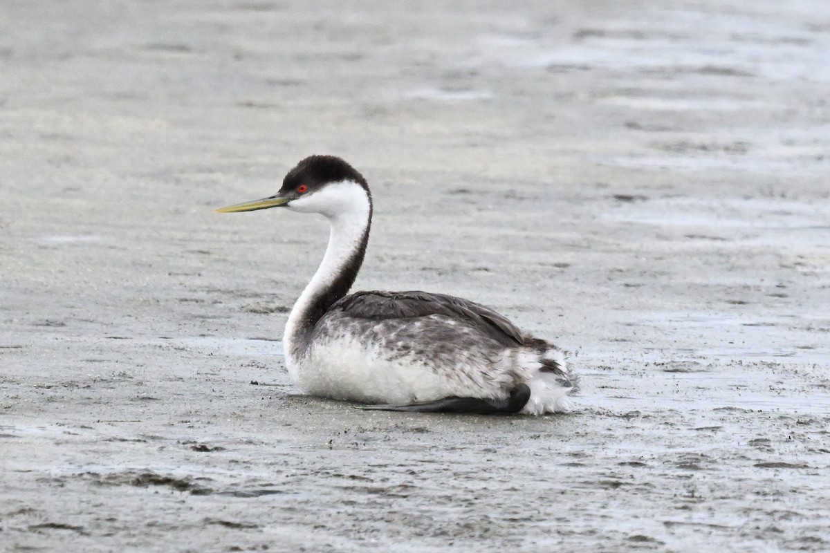 クビナガカイツブリ - ML650556857
